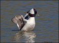_2SB2069 bufflehead drake